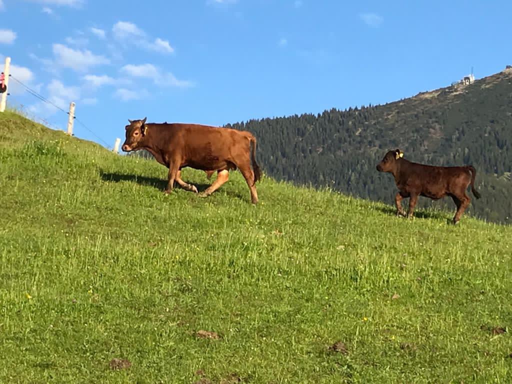 Beim AUER - Dexter Rind